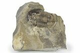 Fossil Ptyocephalus Trilobite - Fillmore Formation, Utah #286559-1